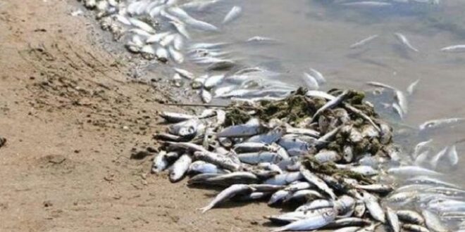 تكررت.. وسجلت في أكثر من شاطئ..   ظاهرة نفوق الأسماك تثير المخاوف